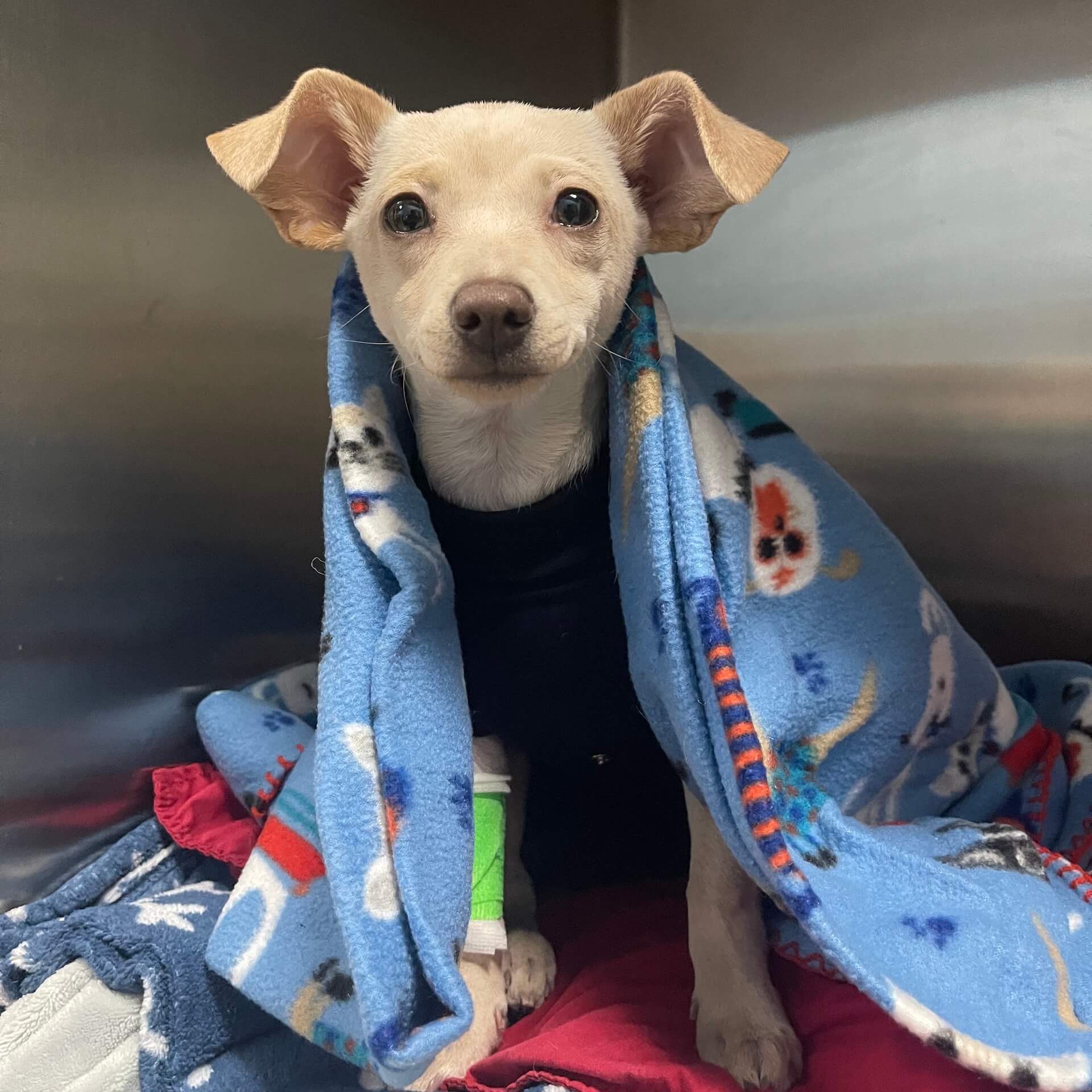 Pet Surgery Near Me