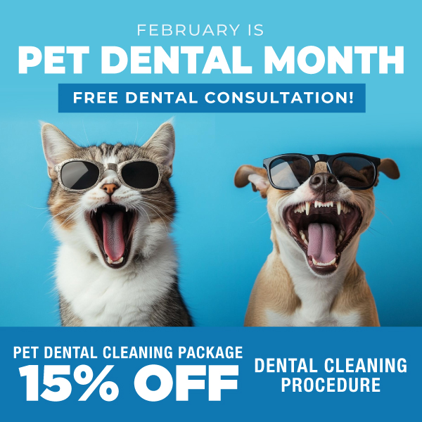 0225_K4VG_vet_feb_pet_dental_cleaning_pkg_mobile_header