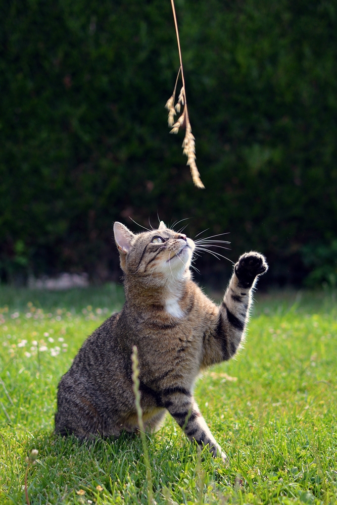 Cat playing in the grass for La Verne vet feline wellness care
