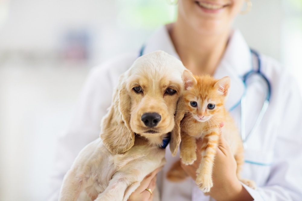 Golden Cocker Spaniel puppy and orange tabby kitten held by a smiling vet with a stethoscope, starting their vaccine series in the San Dimas community