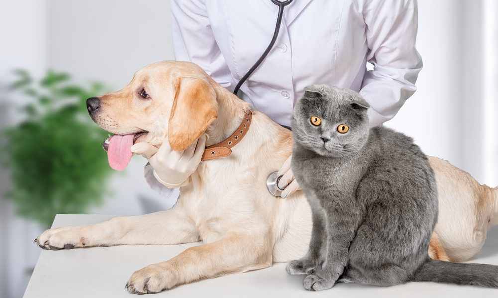 Wellness Exam and Vaccines: Dog and Cat Checkup for Pets in the Rancho Cucamonga Community Vet in gloves checks a yellow Labrador with a stethoscope beside a gray Scottish Fold cat, a wellness exam with dog and cat vaccines in the Rancho Cucamonga community