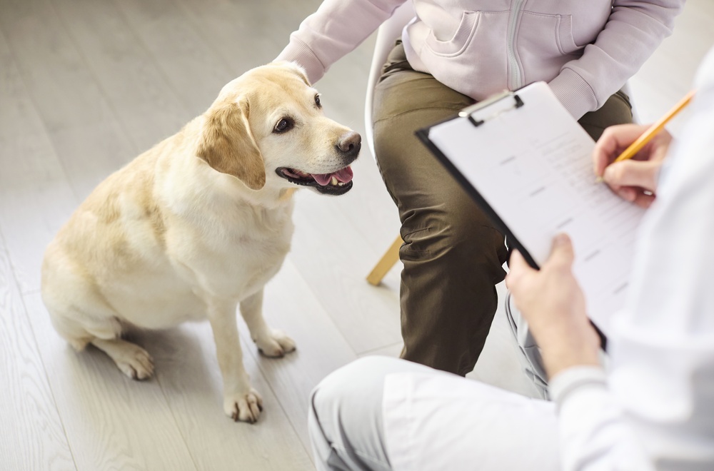 Vet in a white coat takes notes on a clipboard as a yellow Labrador sits beside its owner, reviewing health history before pet vaccinations in the San Dimas community
