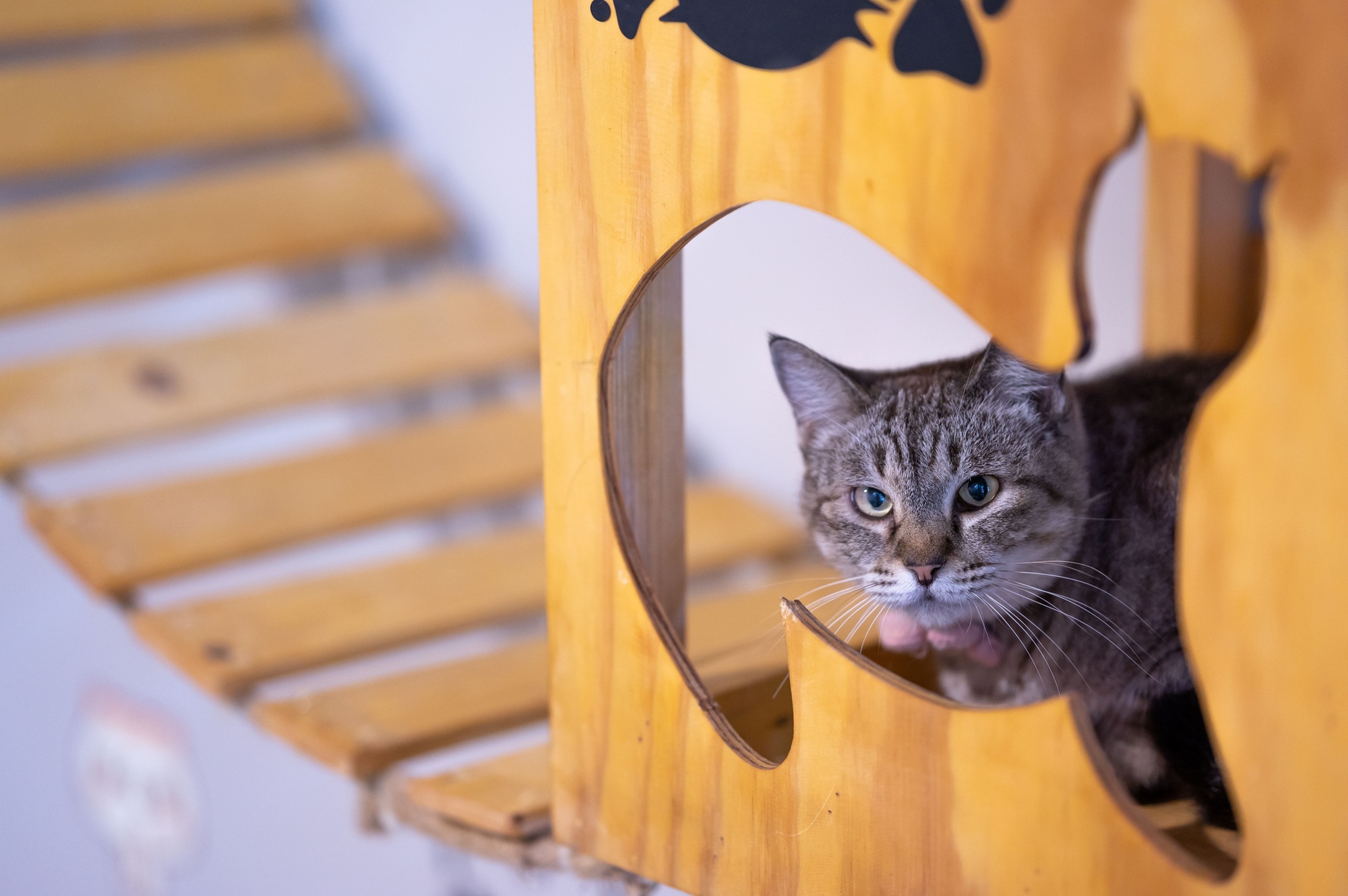 Cat in wooden cat tree Cat peeking through a wooden cat tree, representing feline wellness and pet care products