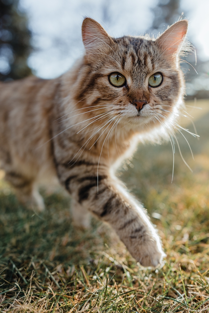 Tabby cat walking outdoors, representing feline wellness care at Pet Depot Veterinary Group in La Verne