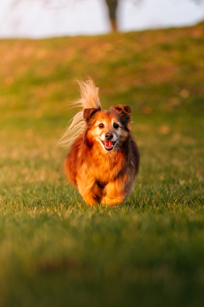 Small dog running through grass for La Verne vet preventive pet care