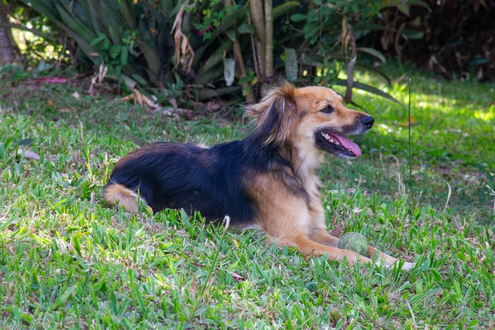 Dog relaxing in the grass with a tennis ball for La Verne vet wellness care