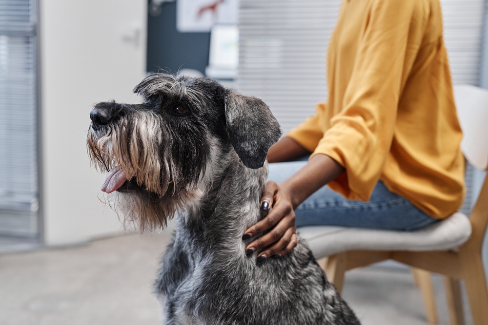 Dog Vaccine Appointment: Schnauzer Waiting With Its Owner for the Rancho Cucamonga Community Salt-and-pepper Schnauzer sits beside its seated owner at a vet clinic before a dog vaccine visit for pets in the Rancho Cucamonga community